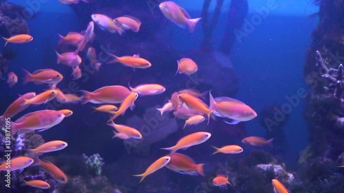 Aquarium slowmotion. Very beautiful red fish. Slowly the fish swims. Lots of fish. goldfish