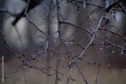 Rain Droplets