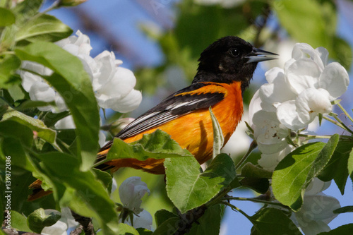 Baltimore Oriole Feeding in the Boxwood Tree photo