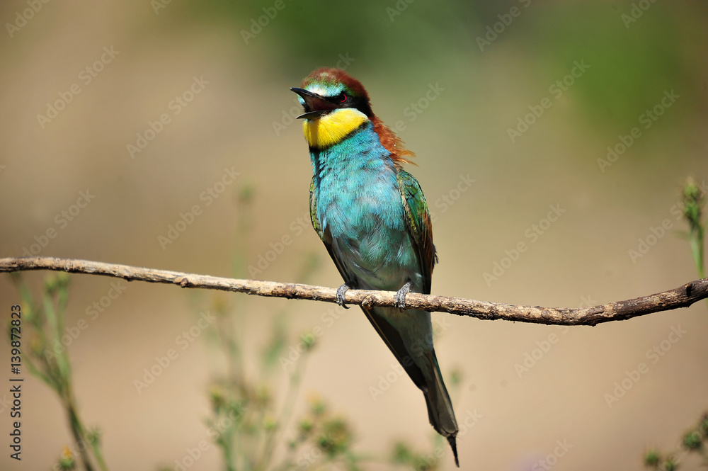 bird bird
