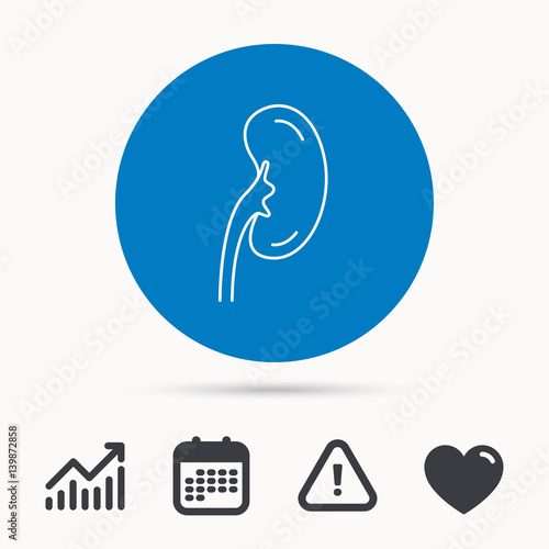 Kidney icon. Transplantation organ sign. Nephrology symbol. Calendar, attention sign and growth chart. Button with web icon. Vector