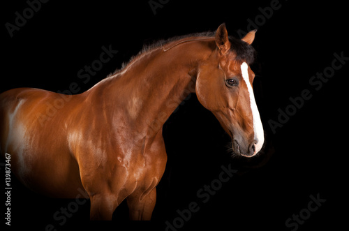 Fototapeta Naklejka Na Ścianę i Meble -  Pferd mit Blesse schwarzer Hintergrund