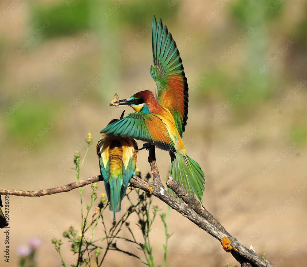 Obraz premium abejaruco