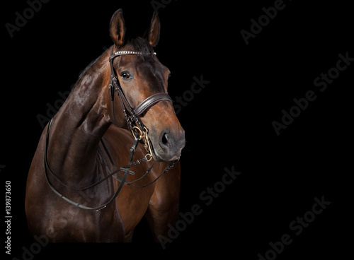 Pferd schaut schwarzer Hintergrund © pfluegler photo