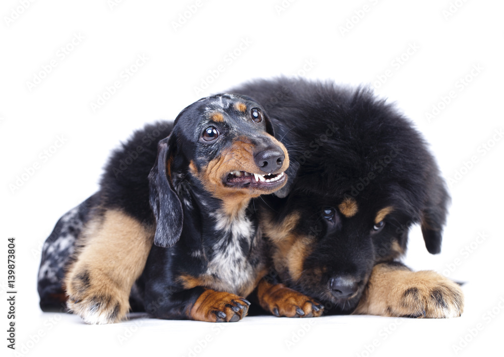 Puppy and dachshund, dachshund teeth,.The dog growls