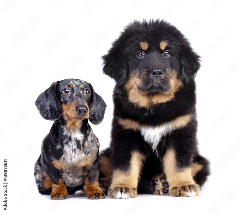 Big and small dog, dachshund and Tibetan mastiff