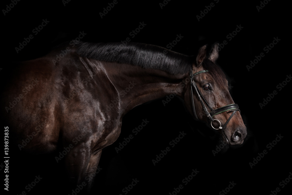 Obraz premium Reitpferd mit Trense