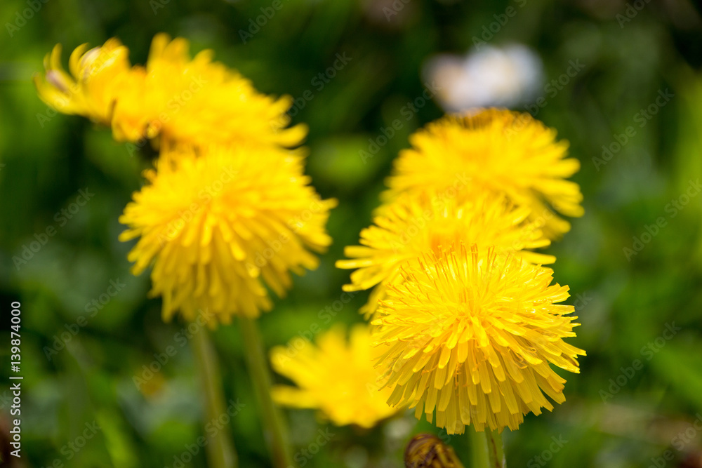 dandelion dandelion