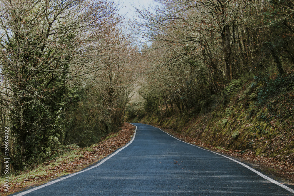 Fototapeta premium the road in the forest landscape