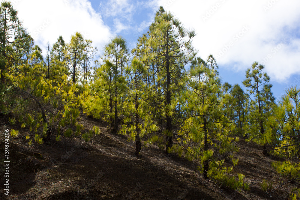 Beautiful panorama of pine forest with sunny summer day. Coniferous trees. Sustainable ecosystem. Tenerife, Teide volcano, Canary islands, Spain Beautiful panorama of pine forest with sunny summer day. Coniferous trees. Sustainable ecosystem. Tenerife, Teide volcano, Canary islands, Spain