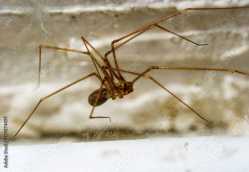 House spider on the wall