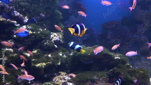 Sea and Ocean life. Wonderful underwater world. Fish in the aquarium