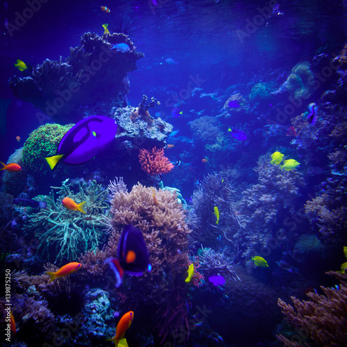 underwater background. Underwater scene. Underwater world. Underwater life landscape © EwaStudio