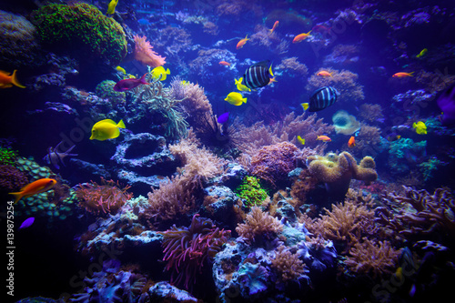 Fototapeta Naklejka Na Ścianę i Meble -  underwater background. Underwater scene. Underwater world. Underwater life landscape