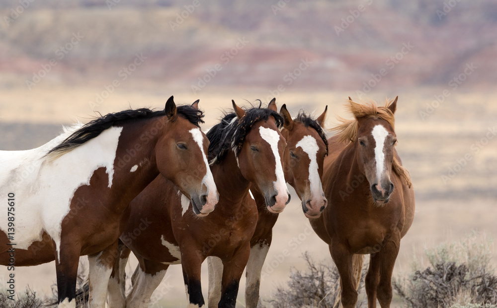 Wild Horses