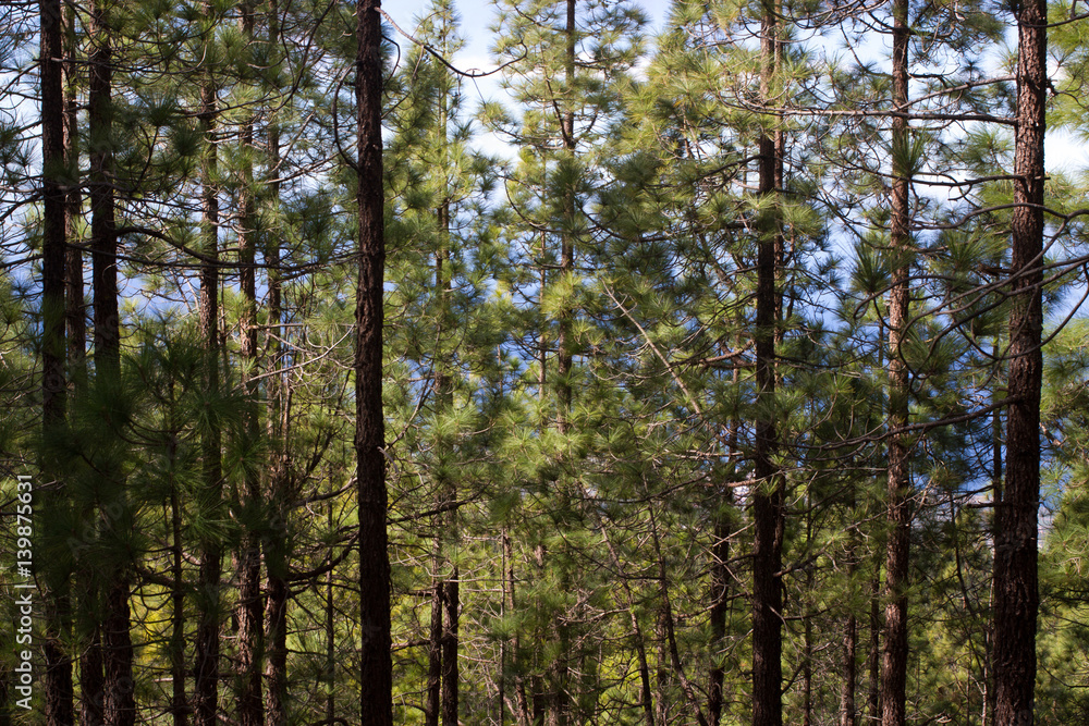 Beautiful panorama of pine forest with sunny summer day. Coniferous trees. Sustainable ecosystem. Tenerife, Teide volcano, Canary islands, Spain Beautiful panorama of pine forest with sunny summer day. Coniferous trees. Sustainable ecosystem. Tenerife, Teide volcano, Canary islands, Spain
