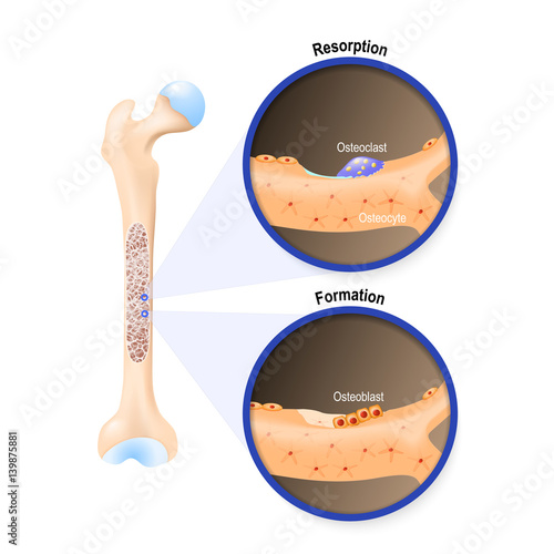 Osteoblast and osteoclast