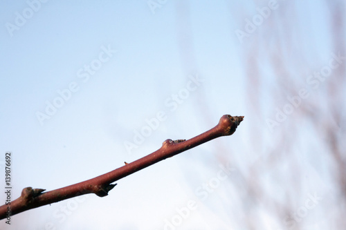 tree buds come alive and swollen tree