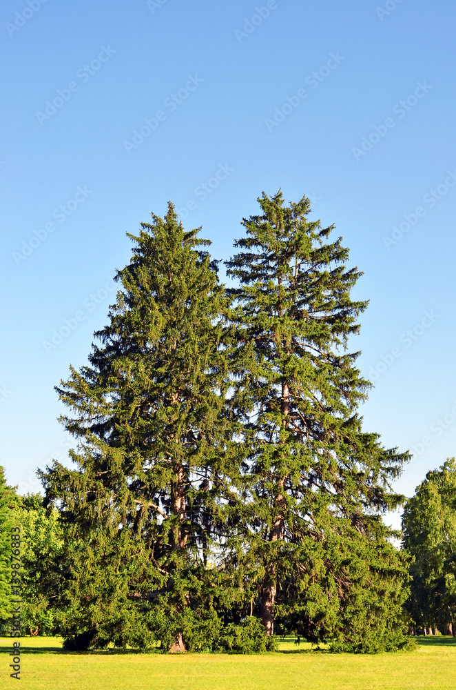 Fototapeta premium Evergreen fir tree