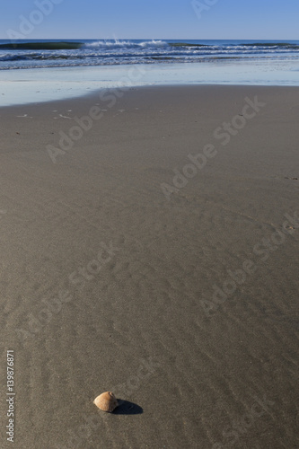 Single Shell on the Beach