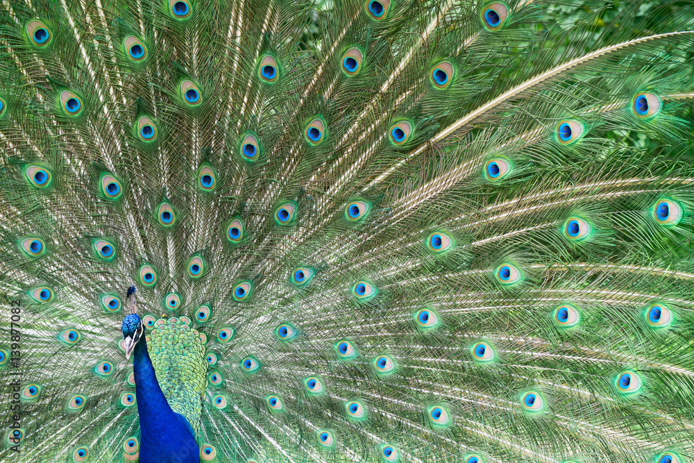 Obraz premium Peacock Displaying Bright Feathers