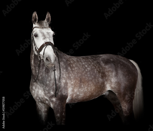Fototapeta Naklejka Na Ścianę i Meble -  Schimmel vor schwarzem Hintergrund