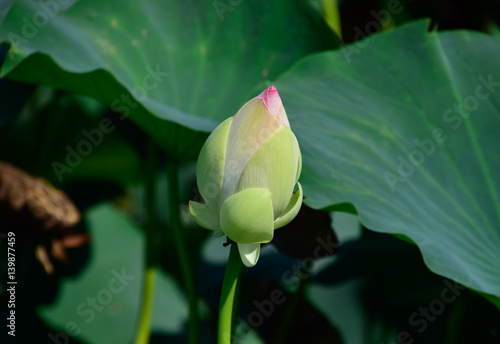 Pond with lotuses. Lotuses in the growing season. Decorative plants in the pond photo