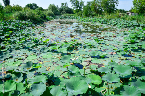 Pond with lotuses. Lotuses in the growing season. Decorative plants in the pond