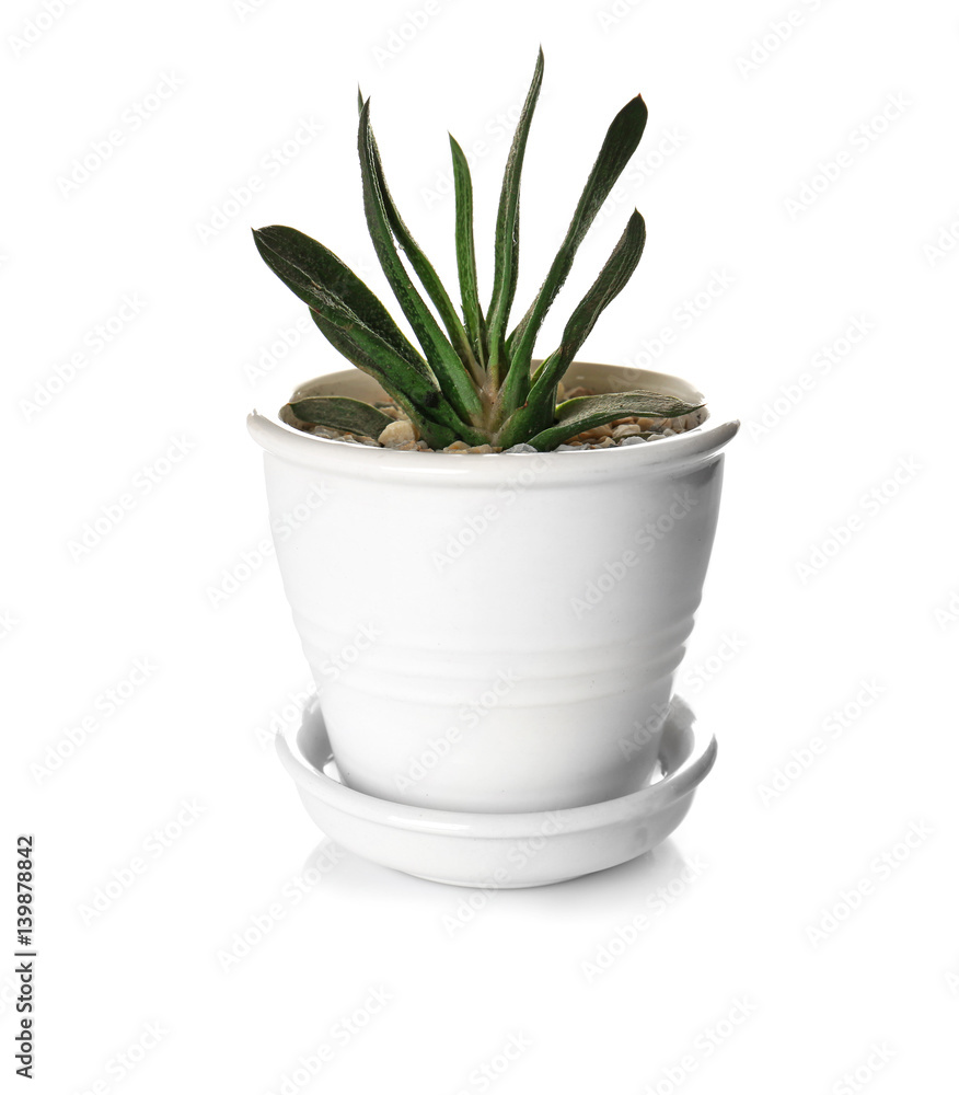Houseplant in pot isolated on white