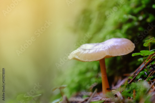 Non-edible mushroom in a forest