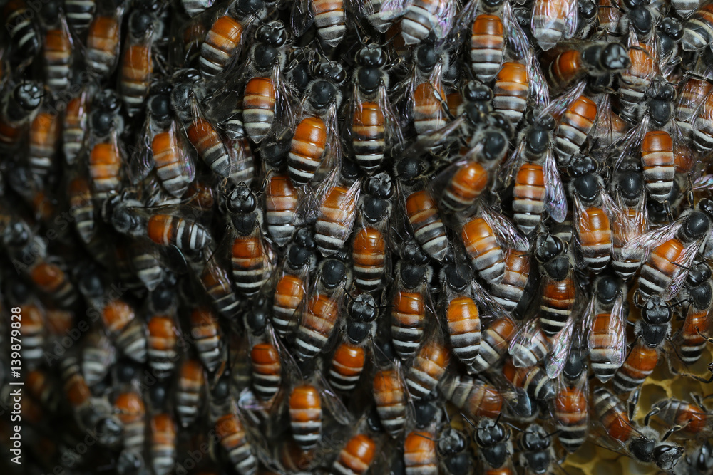 Honey Bee on the hive in Southeast Asia. Honey Bee on the hive in Southeast Asia.