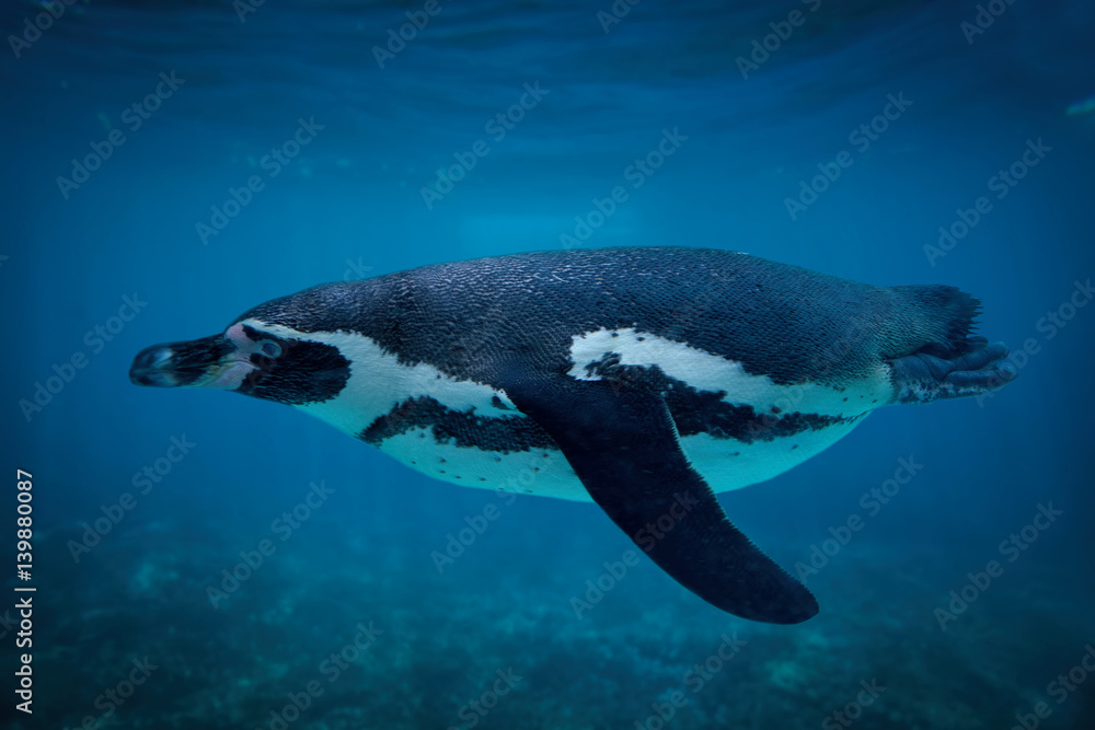 Fototapeta premium Humboldt penguin swimming underwater