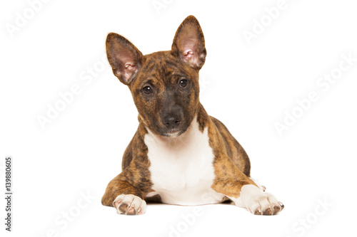 basenji puppy isolated on white background