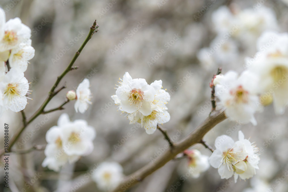 梅の花