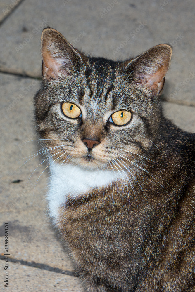 Obraz premium Katze