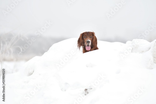 Fototapeta Naklejka Na Ścianę i Meble -  Dog Irish Red setter