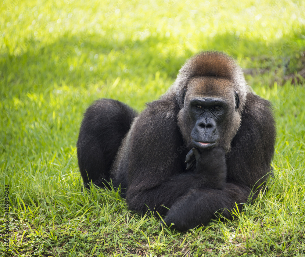 Gorilla Contemplating