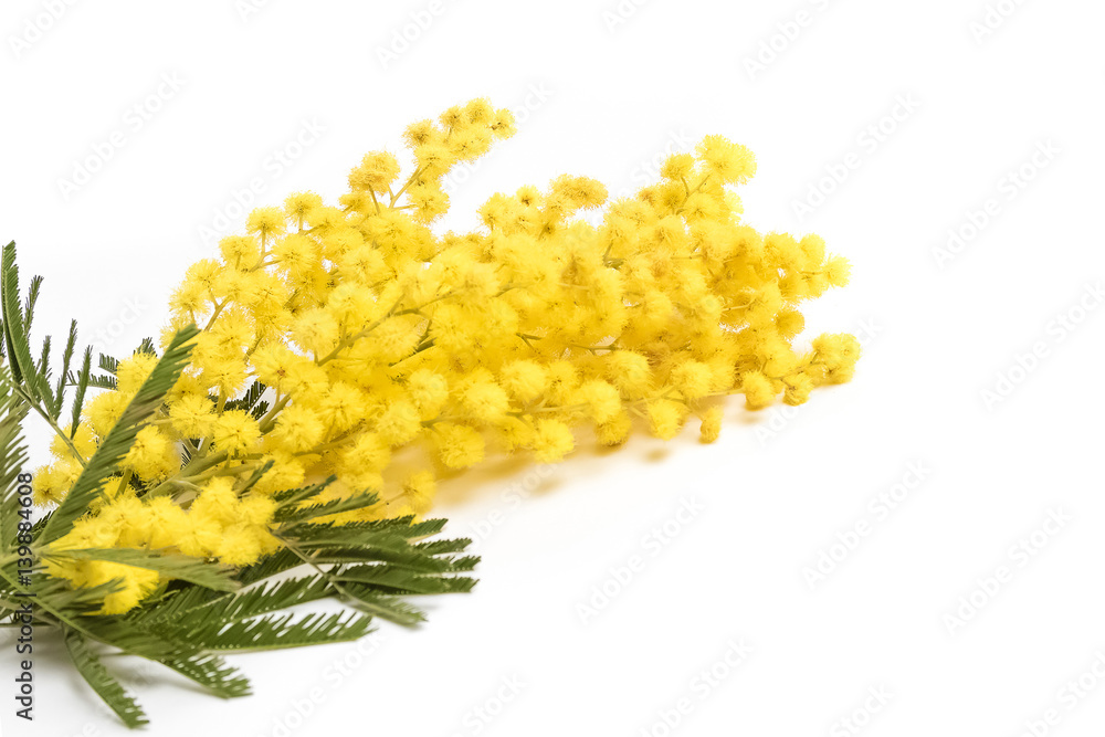 mimosa isolated on white background, women day mimosa isolated on white background, women day
