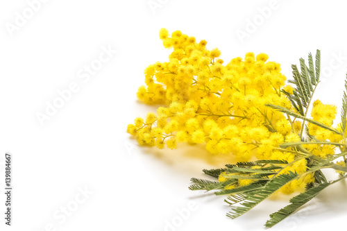 mimosa isolated on white background, women day photo