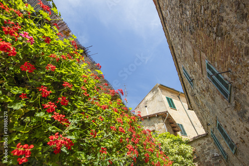 Fototapeta Naklejka Na Ścianę i Meble -  red flowers falling on the wall of street in tuscany city