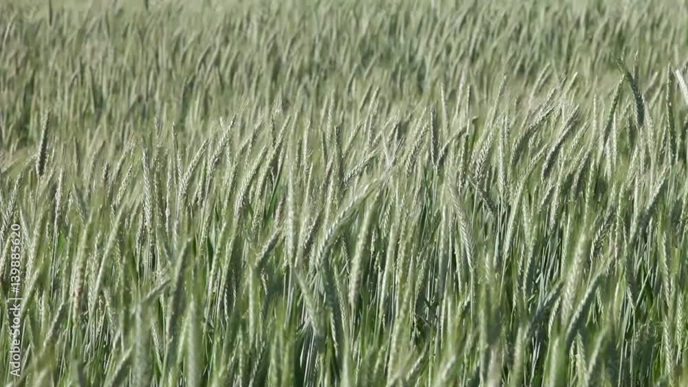 Windy green color wheat field. Selective focus used. Windy green color wheat field. Selective focus used.