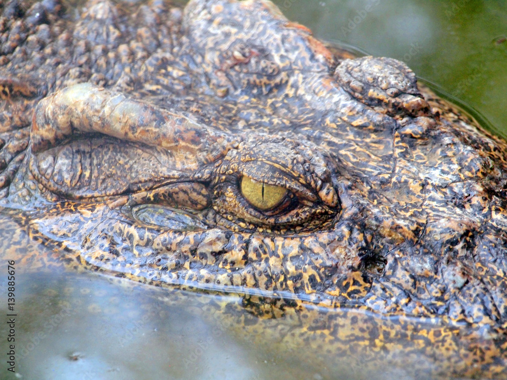 Obraz premium Crocodile Eyes Detail Close Up
