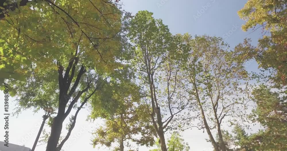 Walking under trees on walkway in urban city park or woods in summer sunny day. 4k POV pan low angle shot Walking under trees on walkway in urban city park or woods in summer sunny day. 4k POV pan low angle shot