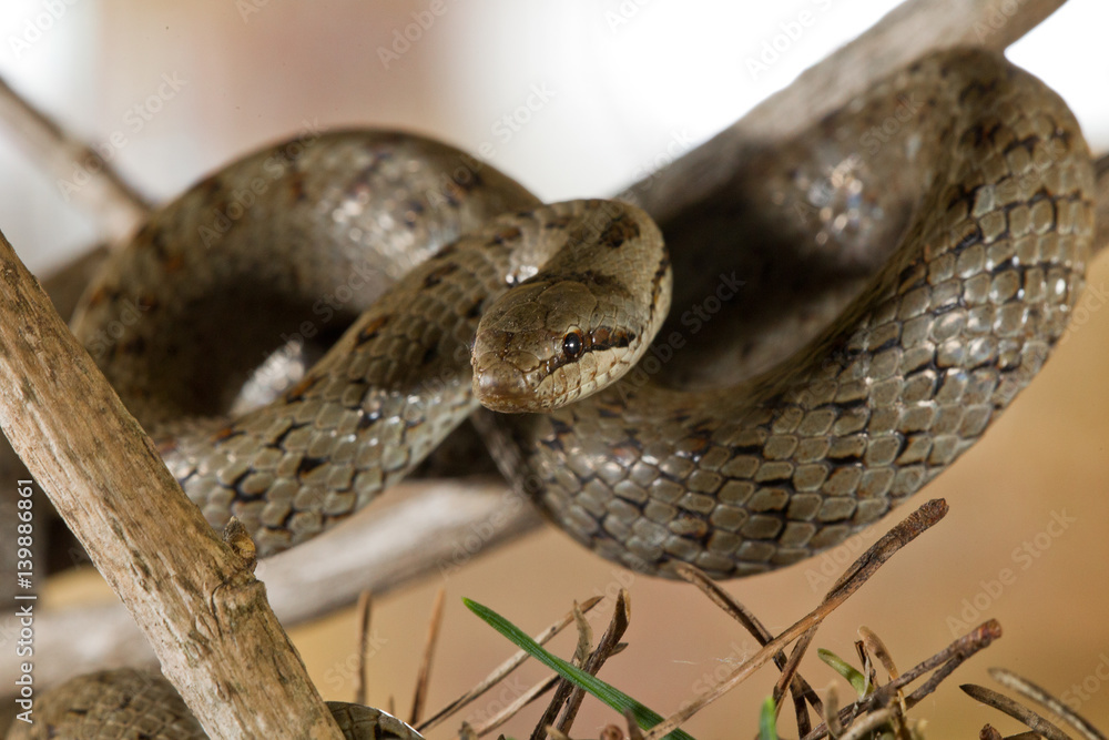 Naklejka premium animal