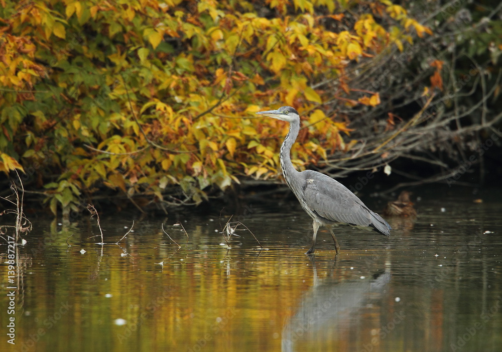 Naklejka premium animal