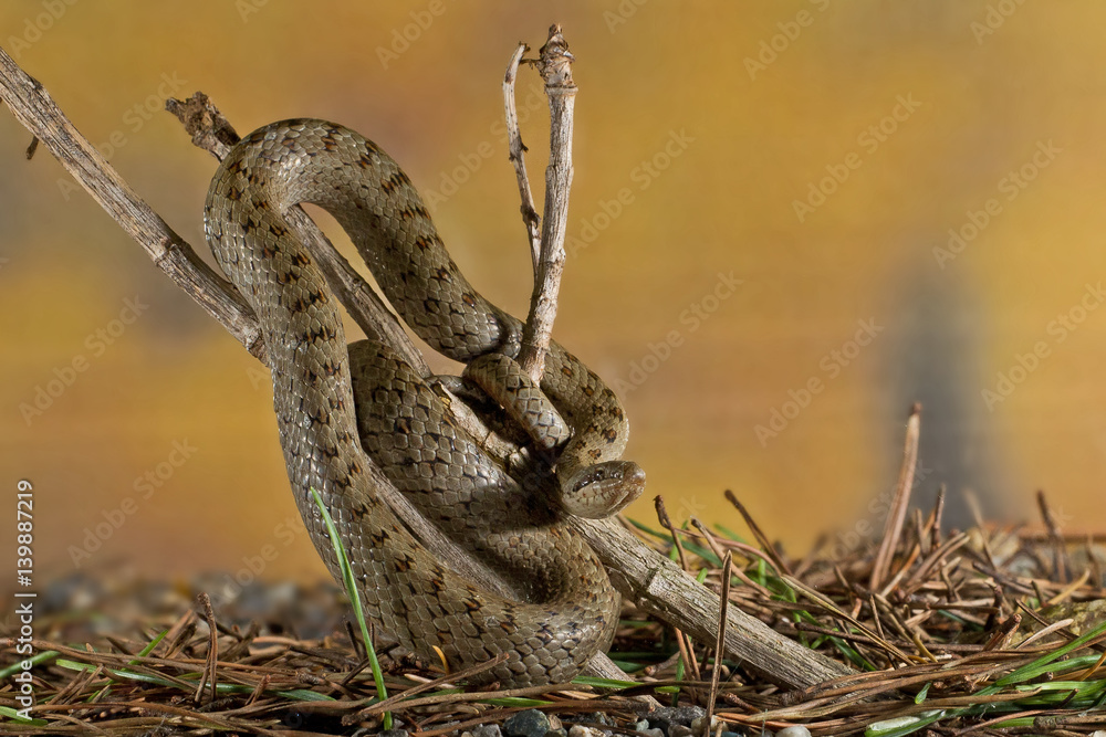 Fototapeta premium animal