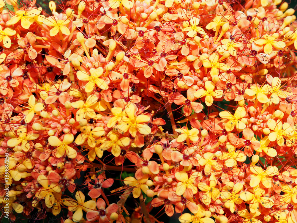 Close up yellow and orange small flowers Close up yellow and orange small flowers