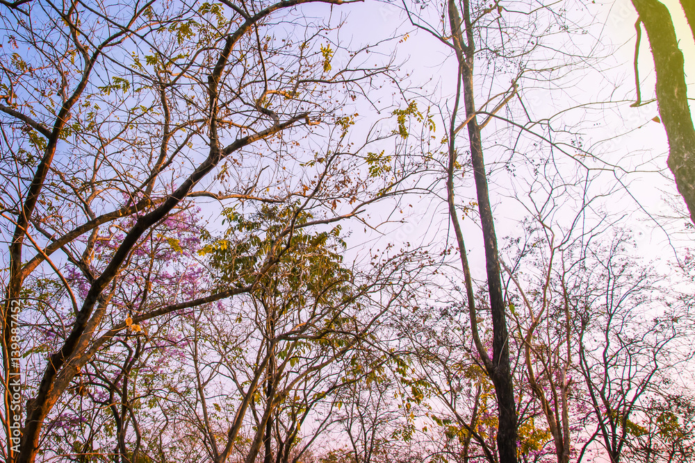 Top tree forest for background Top tree forest for background