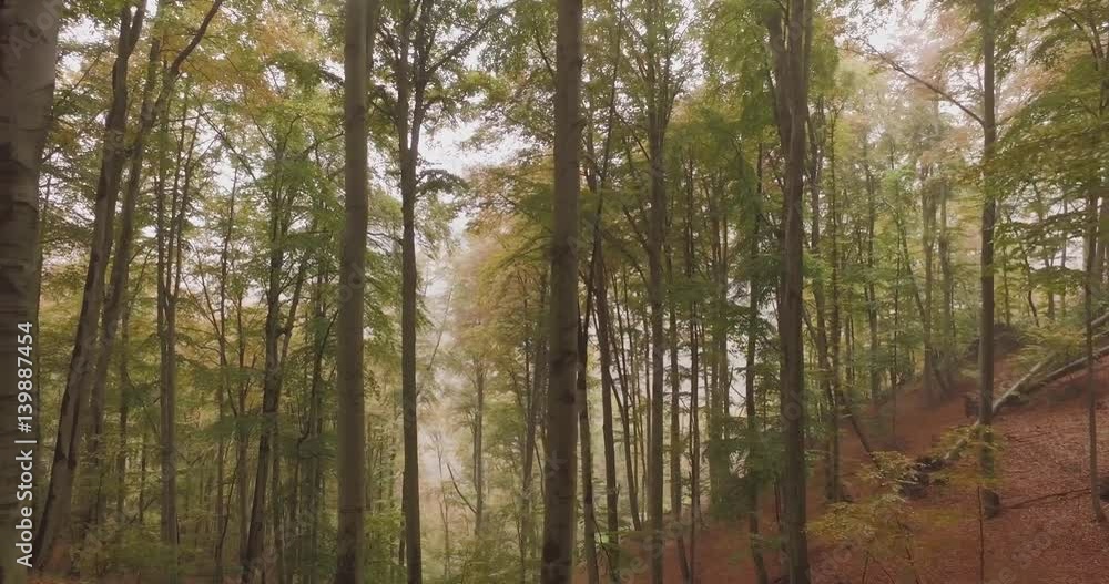 Walking outdoor under trees in woods forest in bad weather overcast day. 4k POV side nature shot Walking outdoor under trees in woods forest in bad weather overcast day. 4k POV side nature shot