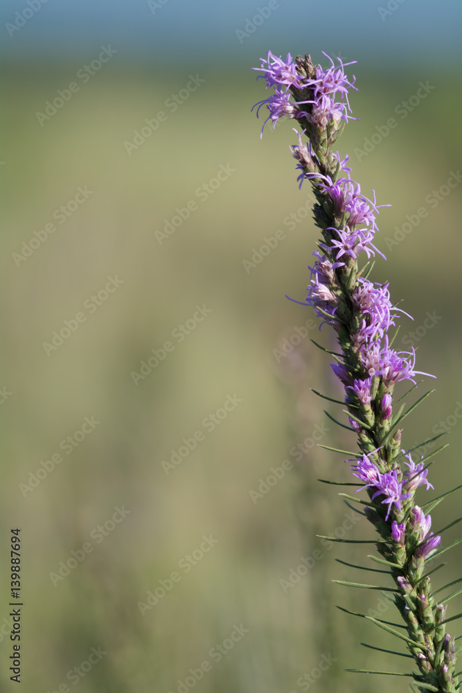 Obraz premium purple flower